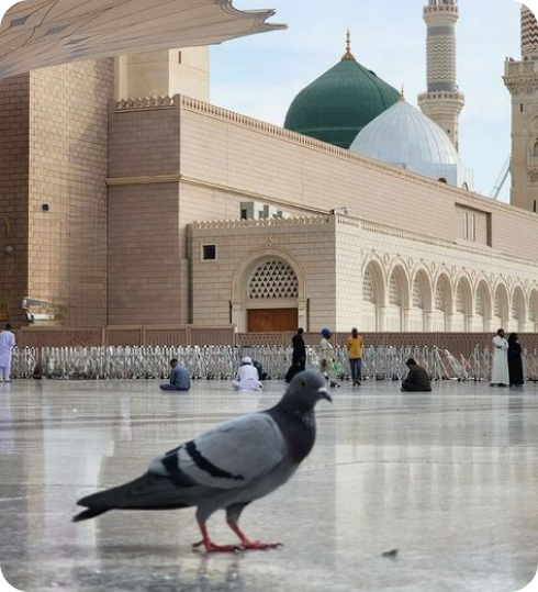 صورة من المدينة المنورة